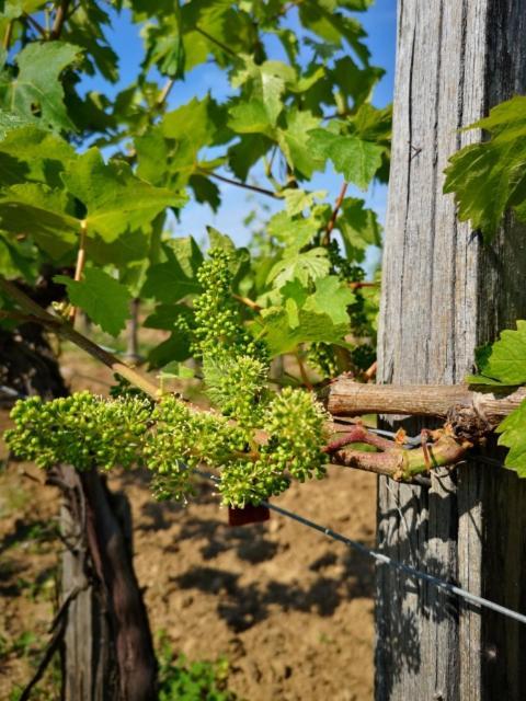 Villa L Escale Des Vignes Gite Proche Saint Emilion Chateau Beynat Exterior foto